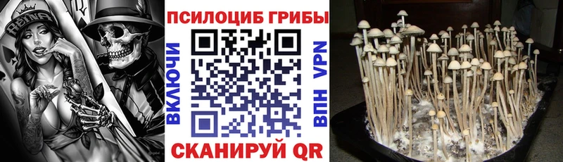kraken сайт  Великий Новгород  Галлюциногенные грибы Magic Shrooms 